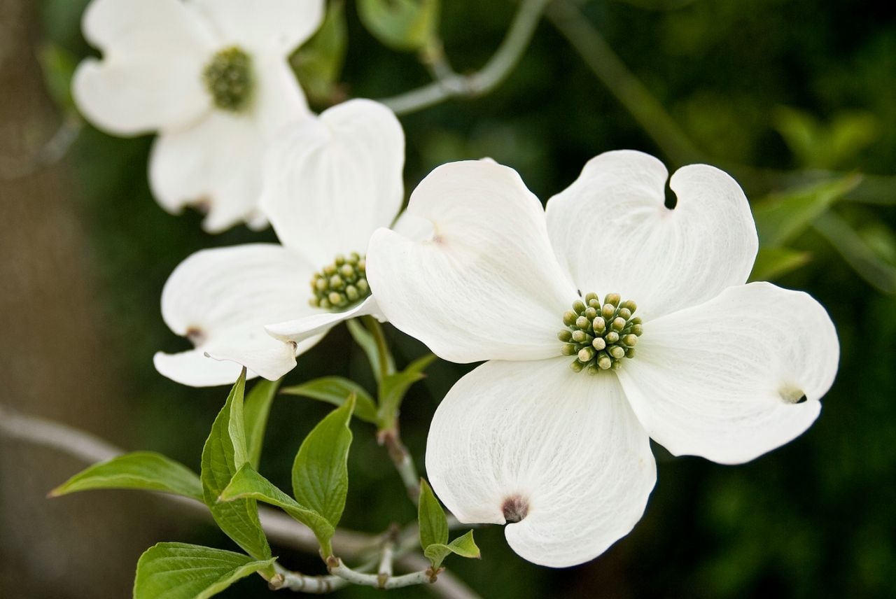 White peonies in full bloom, a symbol of tenderness and remembrance